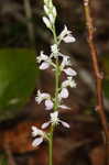 Racemed milkwort